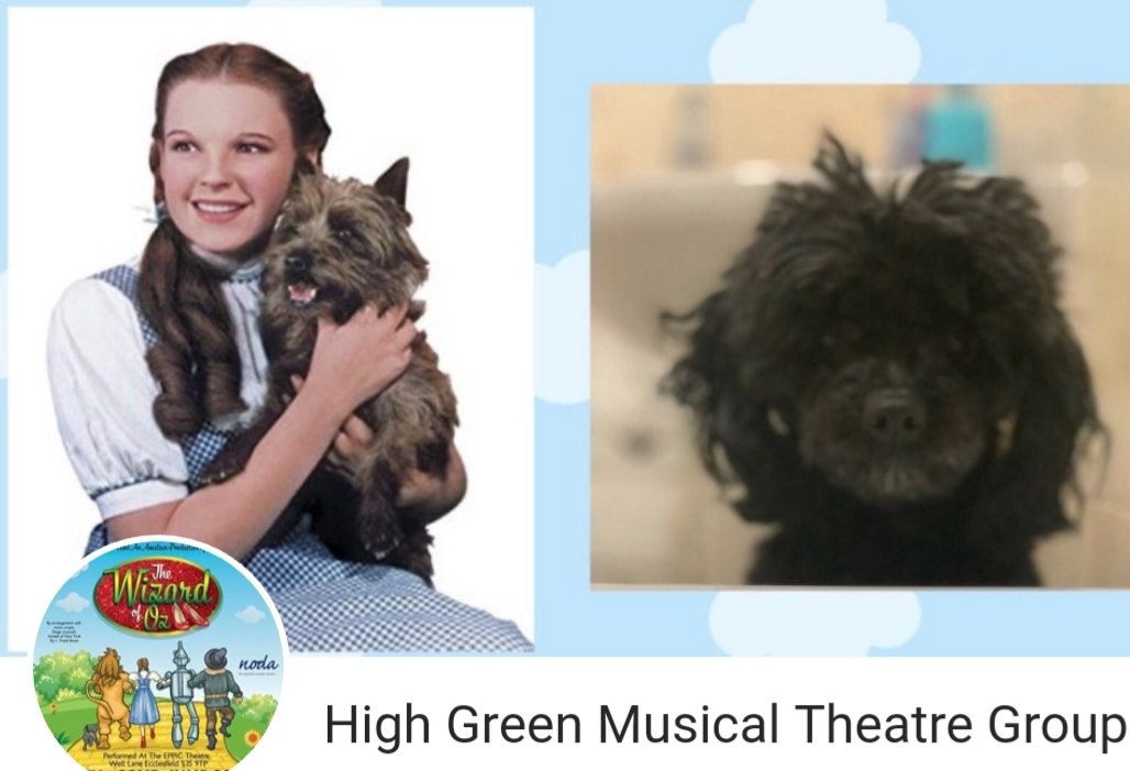 HighGreenMTG's tweet photo. Help us to get Dorothy back home to Kansas with the help of her trusty dog Toto. In order to get Toto on the stage, we need your help! HGMTG will give 25% of your kind donations to the wonderful Dogs Trust. Please read our story

https://t.co/LfAtHz1mGm https://t.co/XlOzYxRJ9E