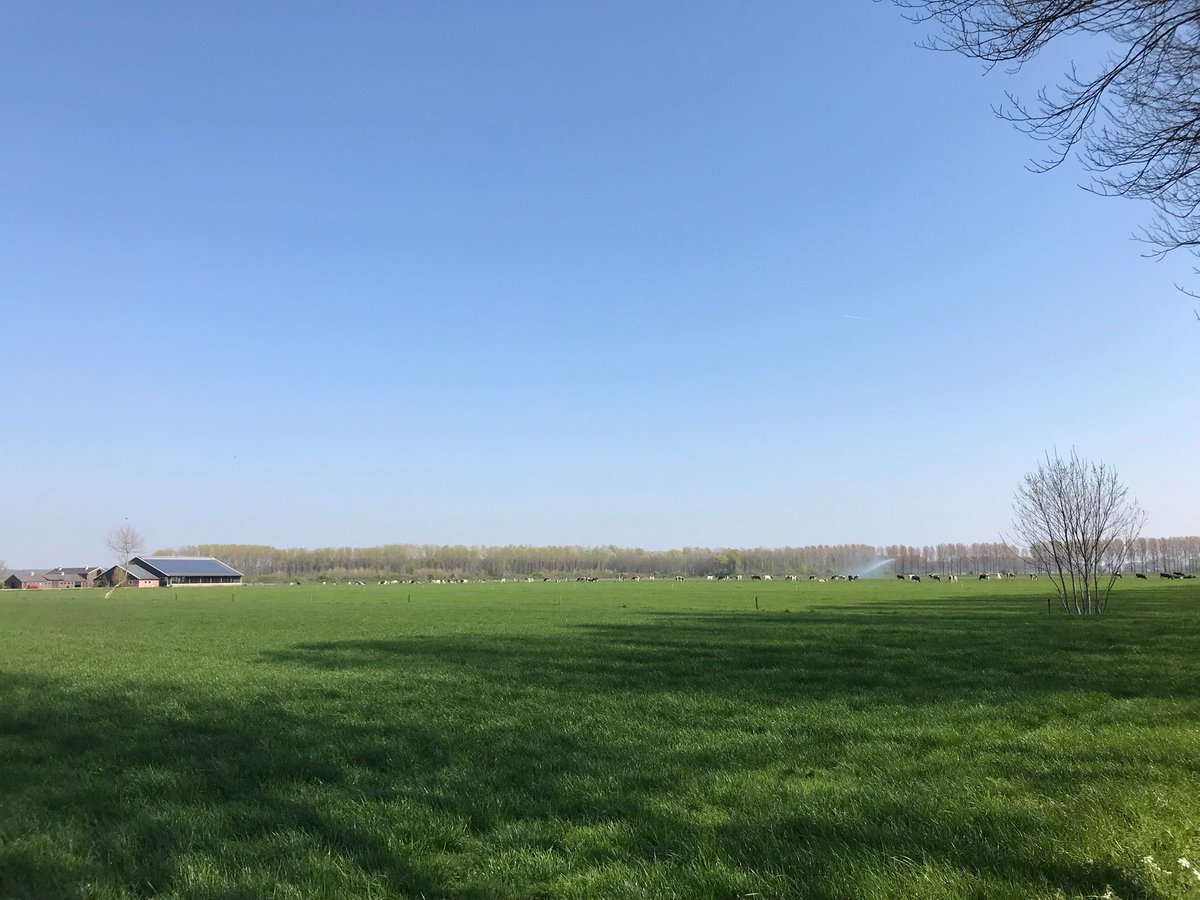 Spring! Clear blue sky, cows out on pasture and... irrigation running mid April!!! 😱 Never seen that before in the Netherlands #forage #grass #Spring2019 ⁦<a href="/BarenbrugGroup/">Barenbrug</a>⁩