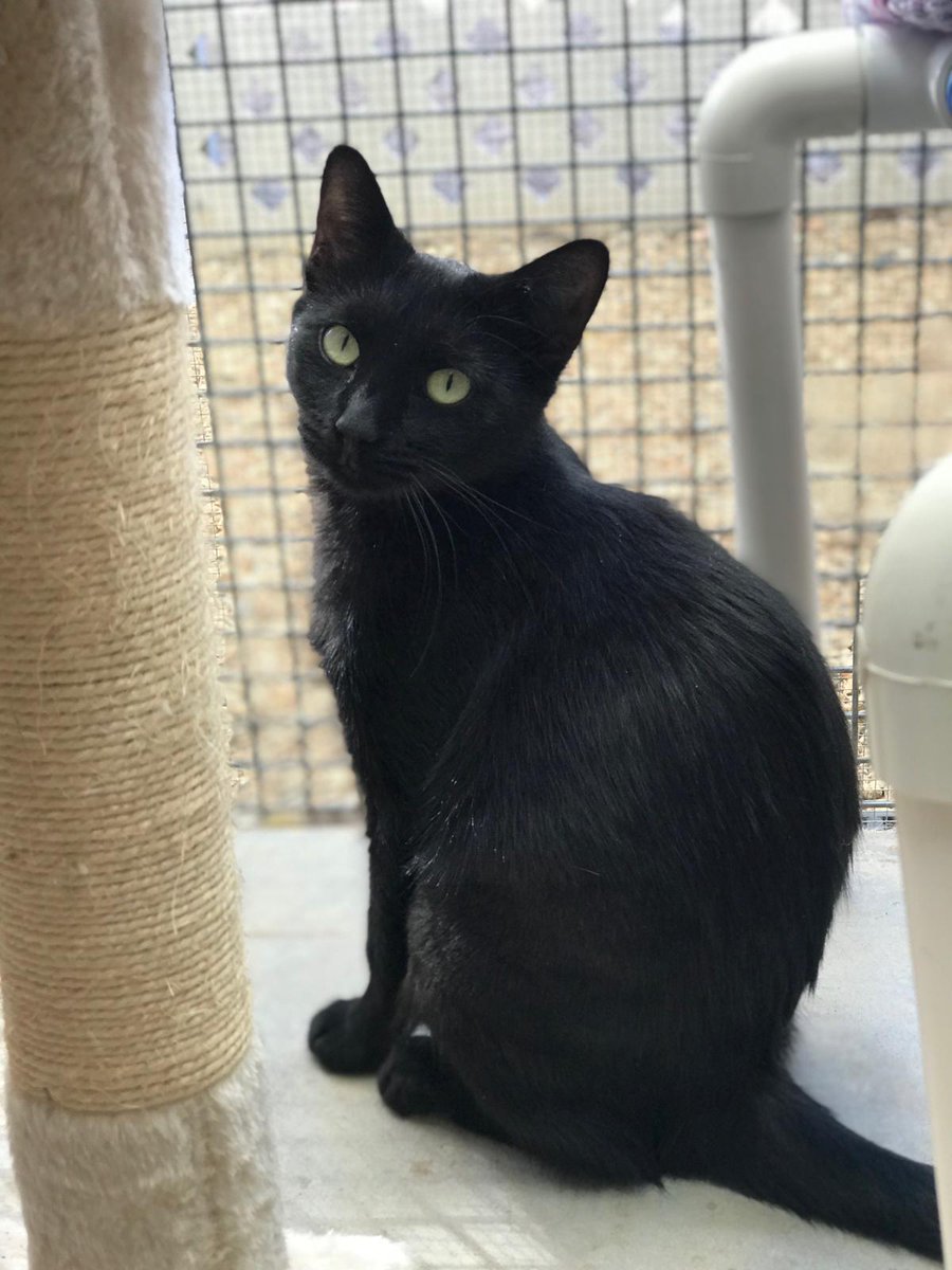 AWLSA's tweet photo. Want to find out more about Puma and Moxie? Tune in to @1395FIVEaa tonight with Jeremy Cordeaux to hear more about both of these gorgeous girls. Could one be your next family member? https://t.co/pIR8lDoVru #AWLPetoftheWeek https://t.co/BupdBCXqvU