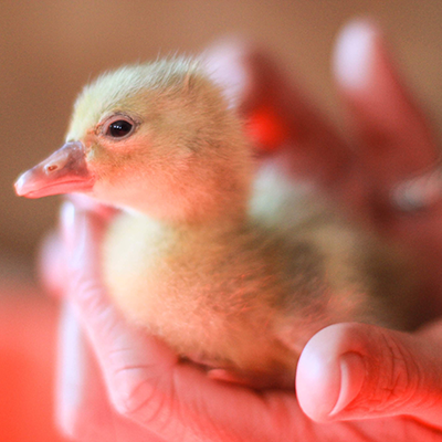 ExperienceKING1's tweet photo. Come pet the babies, hold a baby #Easterbunny and enjoy an all day #EasterEggHunt at Round The Bend Farm Friday April 19 9am - 4pm
&amp; Saturday April 20 9am - 4pm. Learn more at https://t.co/72VhCbip0n  @eekfarms  @spexontoronto @ExperienceYR  @VisitYDH https://t.co/G39pOMUe3O