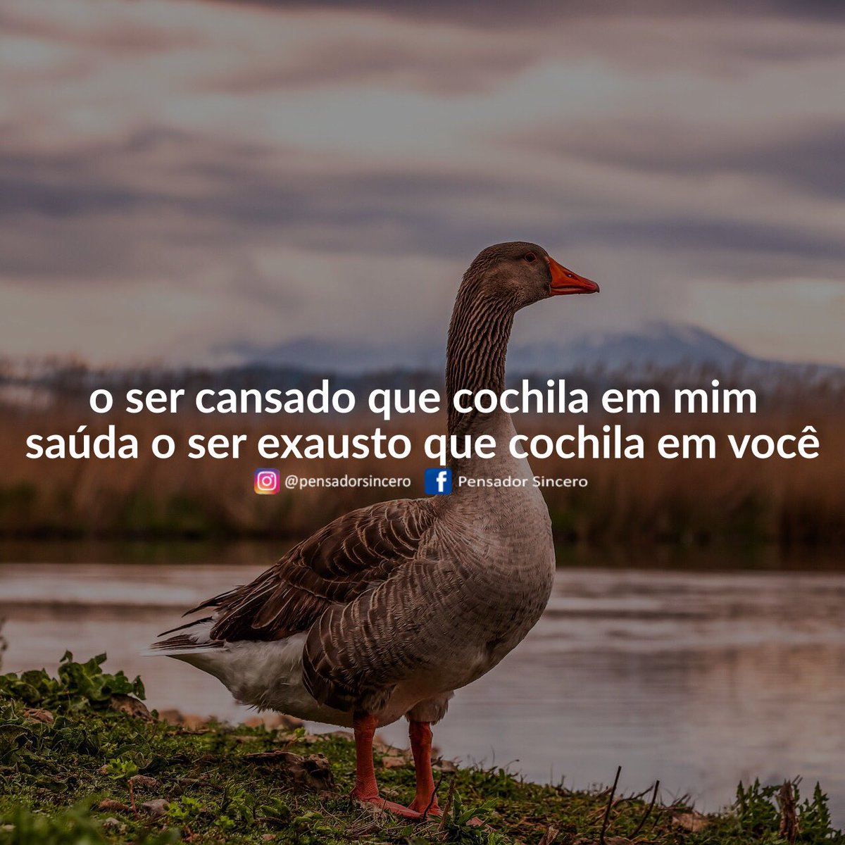 Twitter 上的Pensador Sincero: Twitter 上的Pensador Sincero: