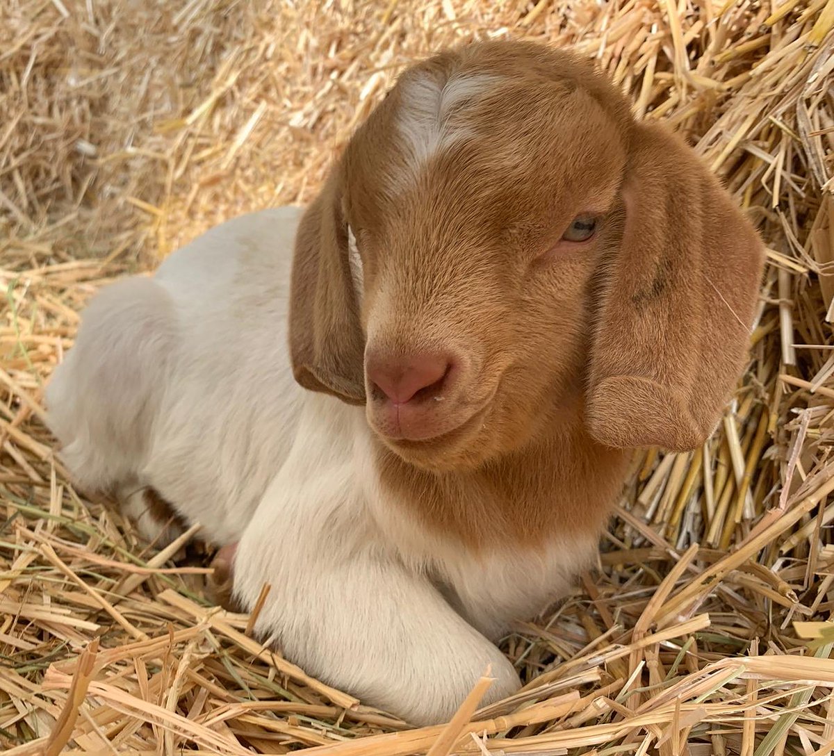 Our baby goats are just too cute <a href="/HattonWorld/">Hatton Country World</a> #springarrivals