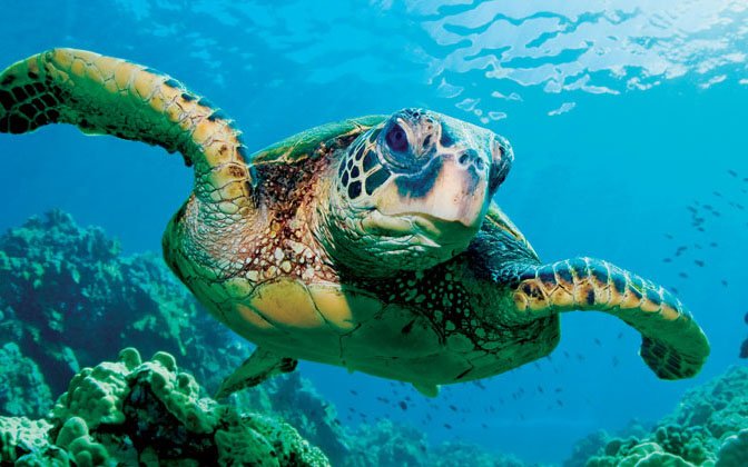 3: More than 50% of sea turtles have consumed plastic

#tuesdaytruths #PlasticPollution #ocean