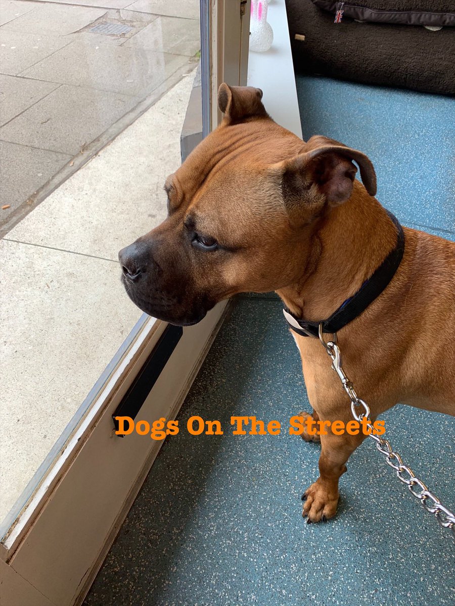 Dogs On The Streets tweet media