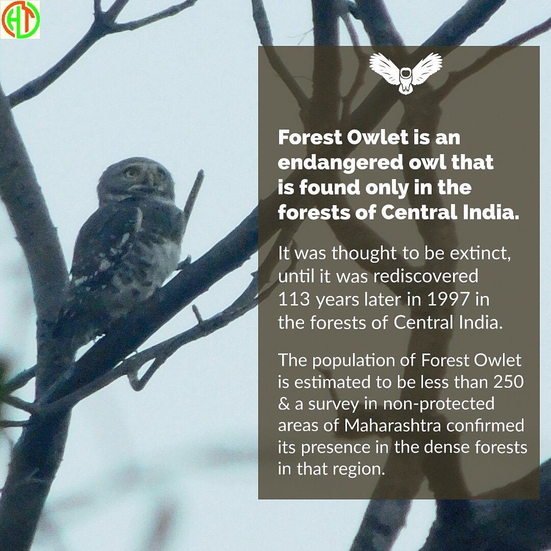 For witnessing such rare species in Melghat forests visit:
harisaltourism.com 
.
.
.
#forestowlet #endangeredspecies #wildlifephotography #harisaltourism #melghat #jungle #birds #rarespecies #naturelovers