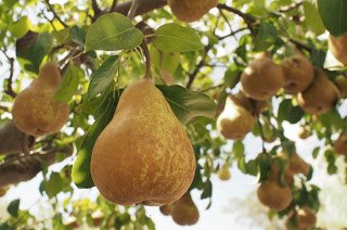 The top #NewZealandapple and #pearimporters will get people the kind of #Boscpears that they desire so much. Know more click here:-bit.ly/2GoDNZ5