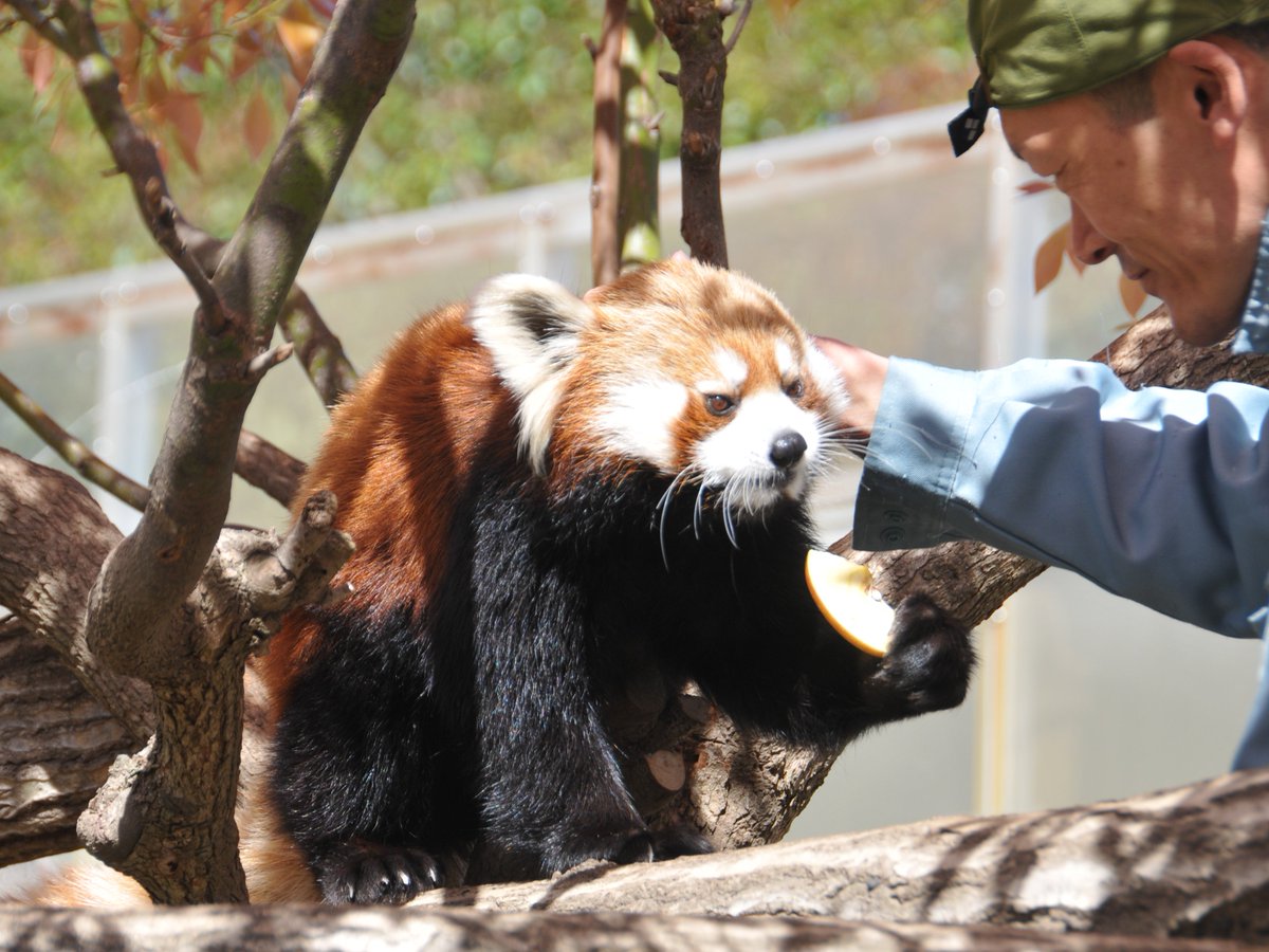 kobeojizoo's tweet photo. メロディが明日(4/17)に鹿児島市平川動物公園に転出します。本日が展示最終日となりました。

メロディ、移動先でも元気でね。

#神戸市 #kobecity
#王子動物園 #動物園 #zoo
#レッサーパンダ https://t.co/cK9N7LJvF0