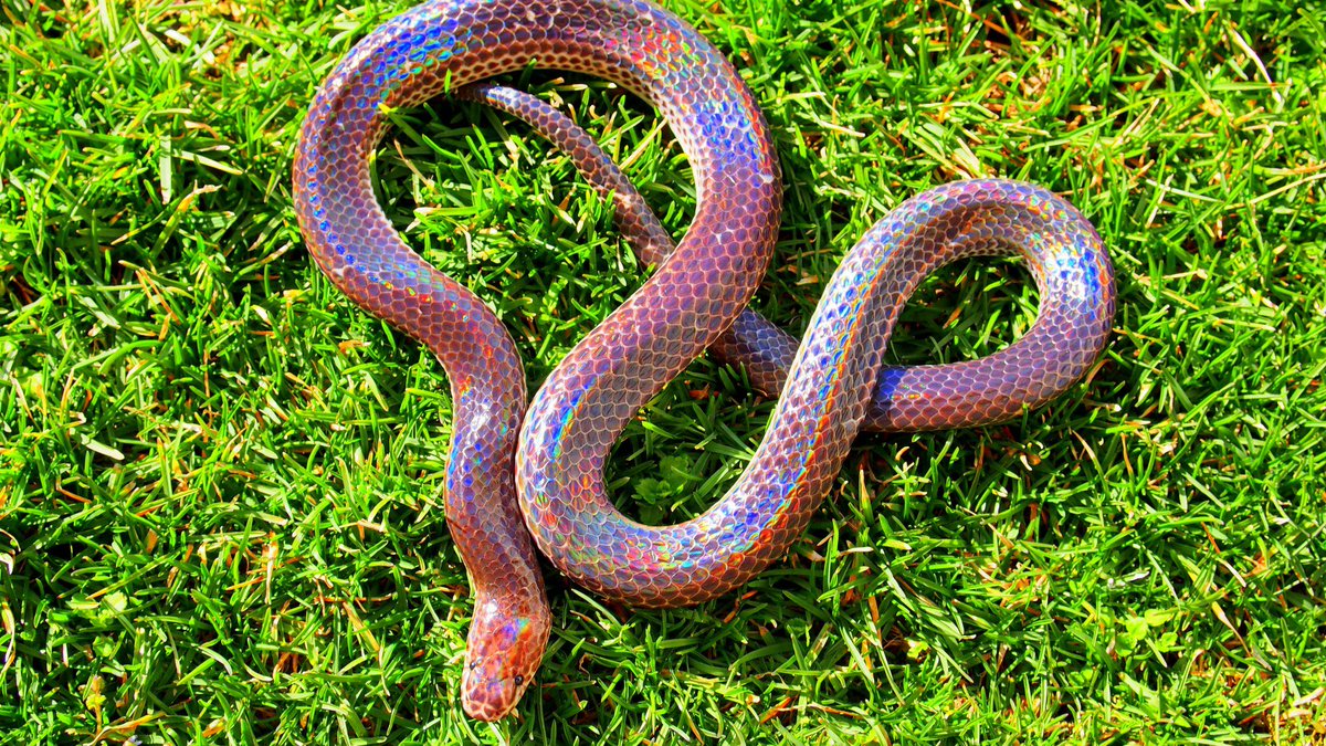 eawright's tweet photo. This little sunbeam wants you to have a good morning. #snakebook https://t.co/n3M5cnh4Jh