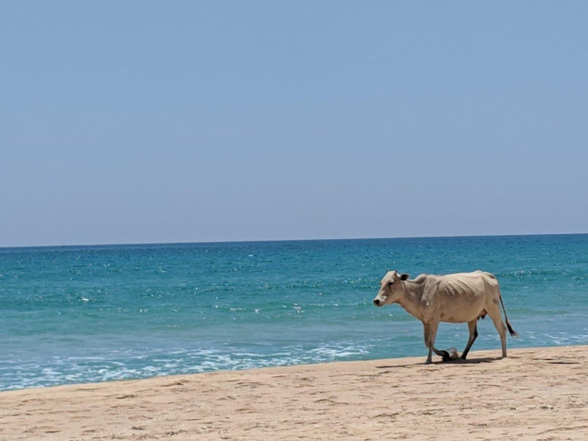 Cow on the beach from our lovely guestphotographer Ms J. Many thanks! #srilanka