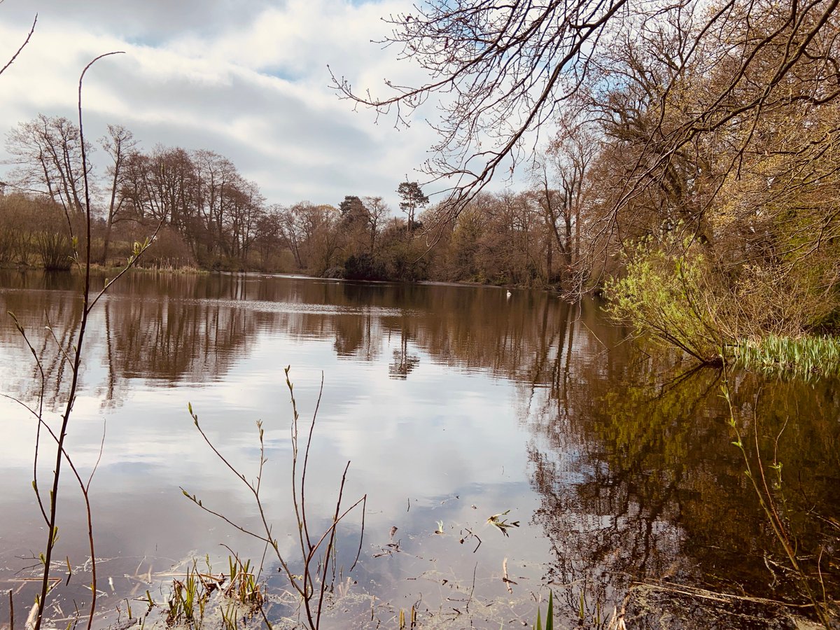 WolvesCouncil's tweet photo. Little Max has been having fun exploring @wolvesparkies lately. 🐶He loved playing with his ball and chasing pigeons at #WestPark and met chickens for the first time at @pendefordmill. We are so proud to have #DogFriendly parks in our city. Share your photos 📸 #LoveWolvesParks💚 https://t.co/jlKoGmYUtl