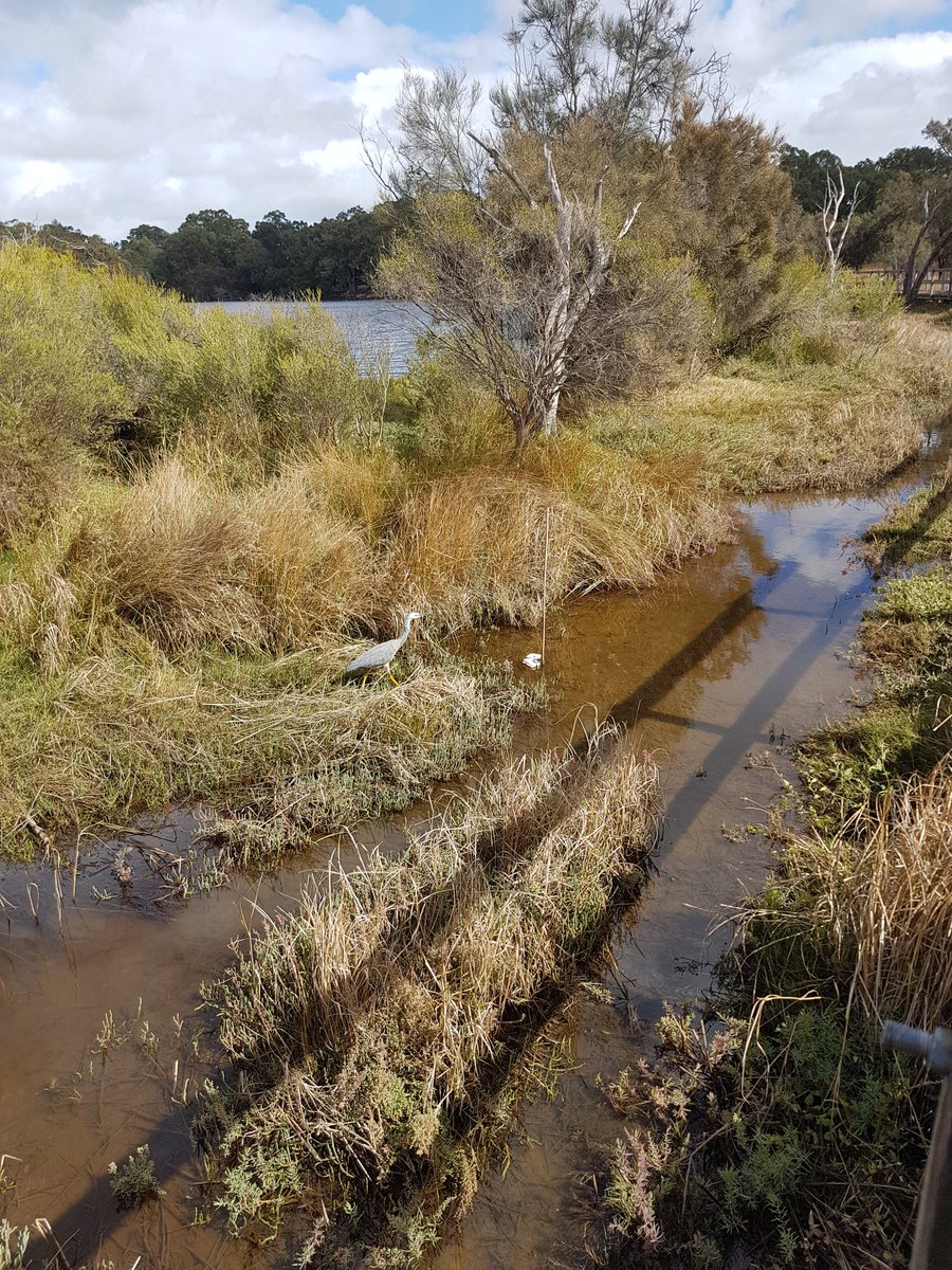 DbcaHydrology's tweet photo. The birds enjoying the wetting up. #AshfieldFlats https://t.co/VEBsfX3X24