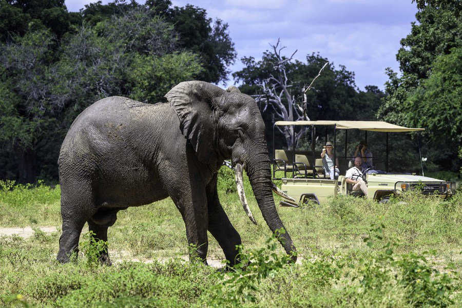 RobinPopeSafari's tweet photo. On our Southern Highlights safari, you can enjoy all the best parts of Zambia, Malawi &amp; Zimbabwe! It's the perfect mix of bush safari &amp; beach holiday.

Find out more here: https://t.co/u0HM3I5vjB

#AfricanSafari #Safari #Wildlife #Elephant #BeachLife #BeachAndBush #HolidayGoals https://t.co/g6eLJlqeam