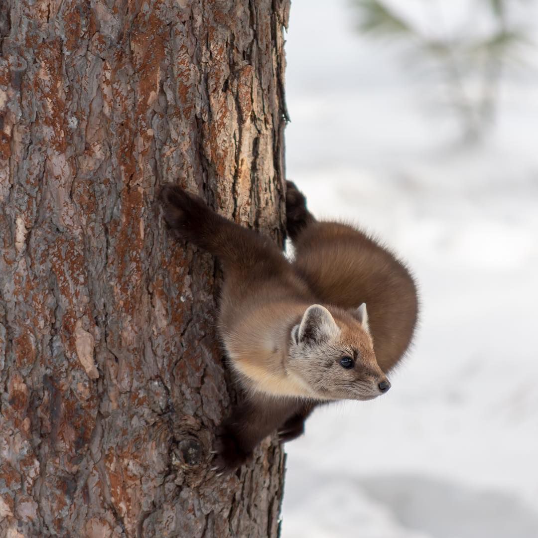 Loving this wildlife shot from <a href="/georgian/">georgian</a>.bay.girl #LoveWhereYouLIve