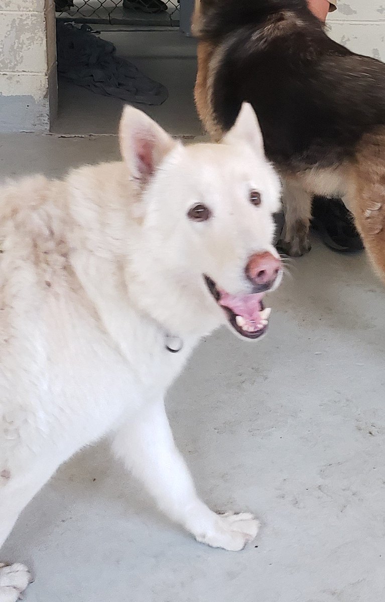 GaunttRacing's tweet photo. Eagle Scout Project-Humane Society for Greater Savannah 
https://t.co/1NMzpKDtcC
When I am not racing I am a Boy Scout &amp; all about the dogs my Eagle Scout project consist of building 6 benches and making a dog agility course 
@USLegendCars @legendsnation @legendsofga https://t.co/pKPGJNagH5