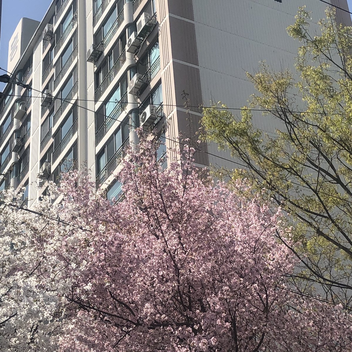 우리동네 벚꽃 상황.