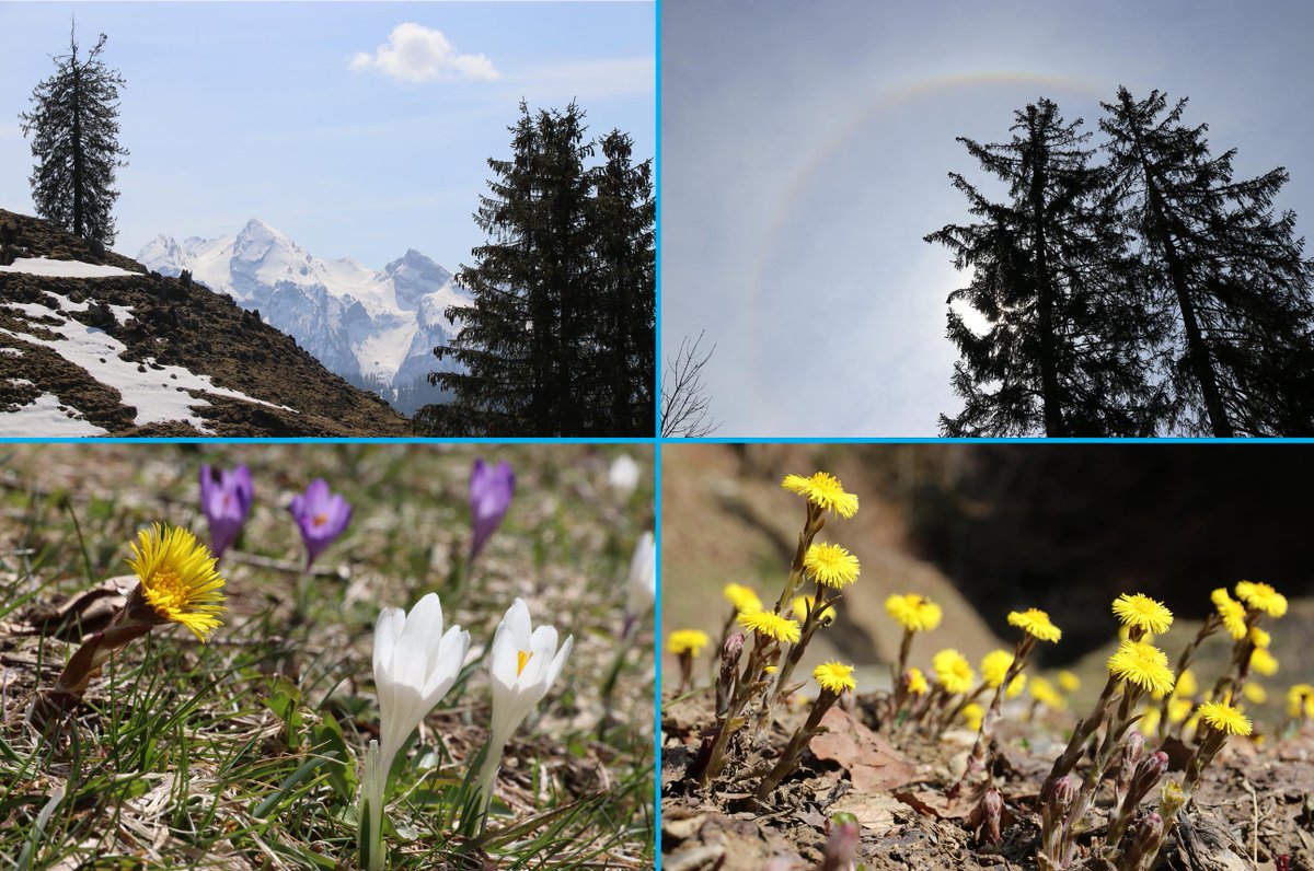 danivumalvier's tweet photo. In den zentralen Voralpen kehrt langsam der Frühling ein (bis knapp 1500 m), aber nur sonnenseitig. Nordseitig reicht der Schnee noch weit hinunter. #Fluebrig #22GradHalo #Krokus #Huflattich https://t.co/cS7mTquWzp