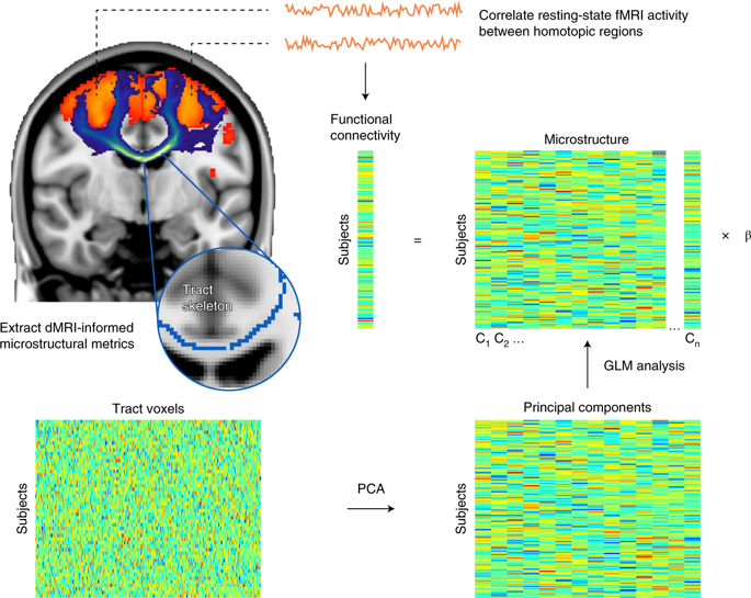 NatureNeuro's tweet photo. MRI data from 11,354 individuals in the @uk_biobank establishes a link between white matter microstructure and functional connectivity; #GWAS identified genetic associations of these microstructure–function relationships. https://t.co/d513FiWtK5 https://t.co/7IVTguMMV2
