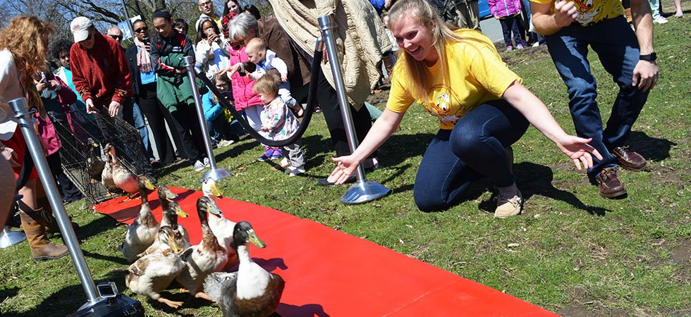 AssumptionUMA's tweet photo. #Assumption will host its 15th Annual #DuckDay celebration, a beloved tradition in which local elementary school children are welcomed onto campus to greet the ducks as they return to campus, on 4/23 at 11:30am in front of the duck pond on campus.
https://t.co/IvlX39UlJA https://t.co/TYVNVF3n1D