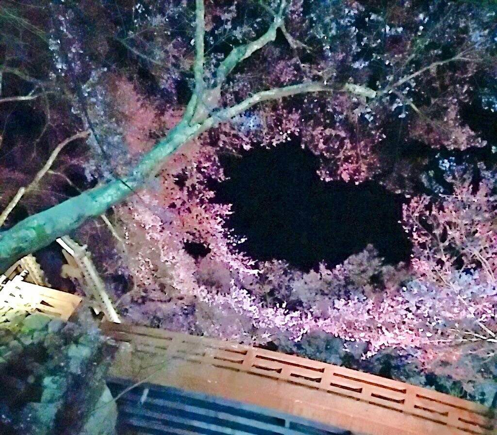 yuka1508's tweet photo. ハートの桜🌸
ハート♡に見えるかな https://t.co/VIWWWeS5tP