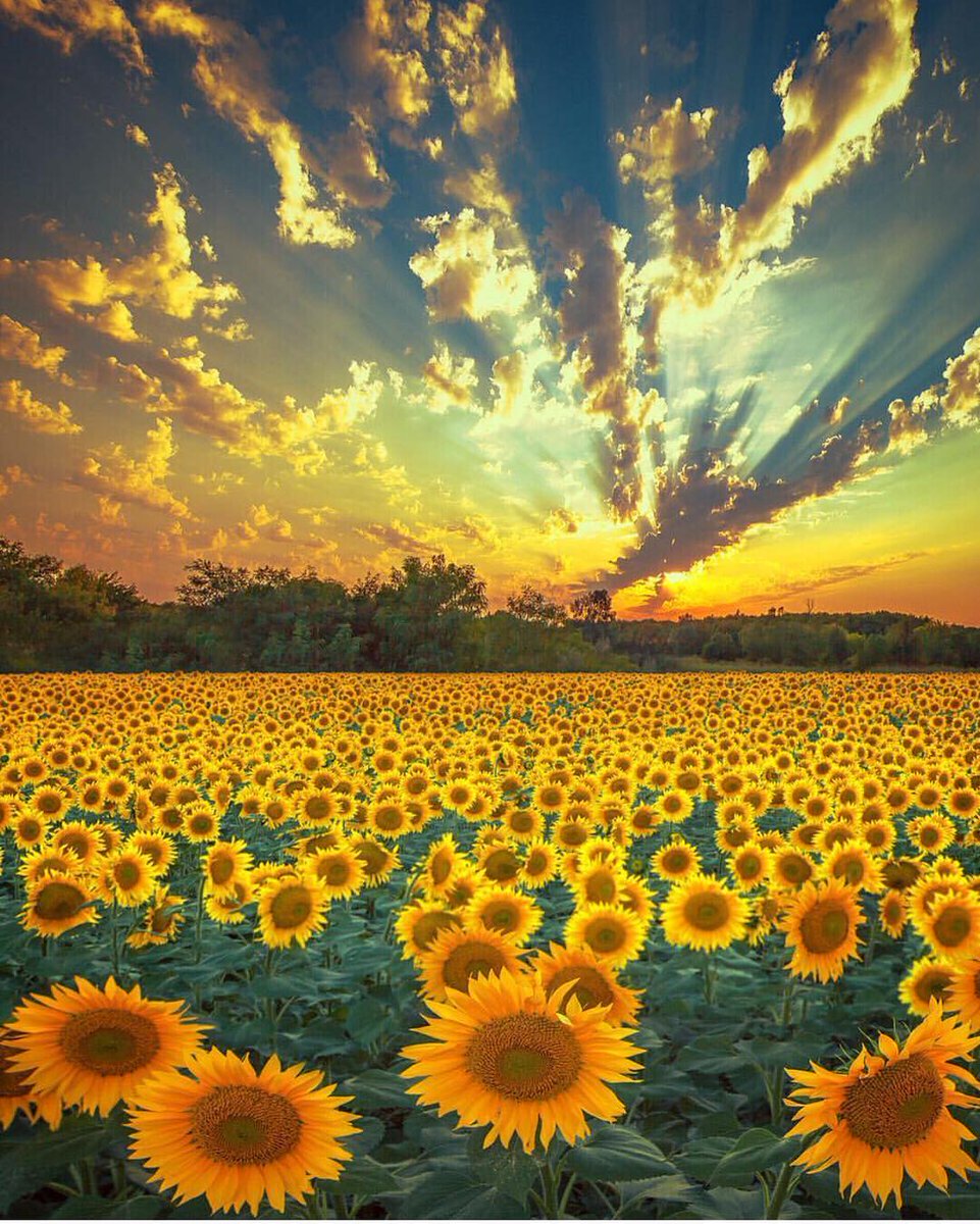 EarthPix's tweet photo. Sunflower 🌻 heaven in Ukraine 🇺🇦 by @marinatrygub https://t.co/n0Oennq3Tl