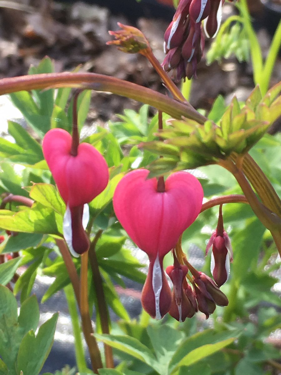 Our stall WILL be in #AndoverUK High Street as usual on Good Friday morning.  We might not have quite as many cakes as normal but there’ll be eggs, preserves and #plants aplenty!
Just in time for your #BankHolidayWeekend gardening in the sunshine
