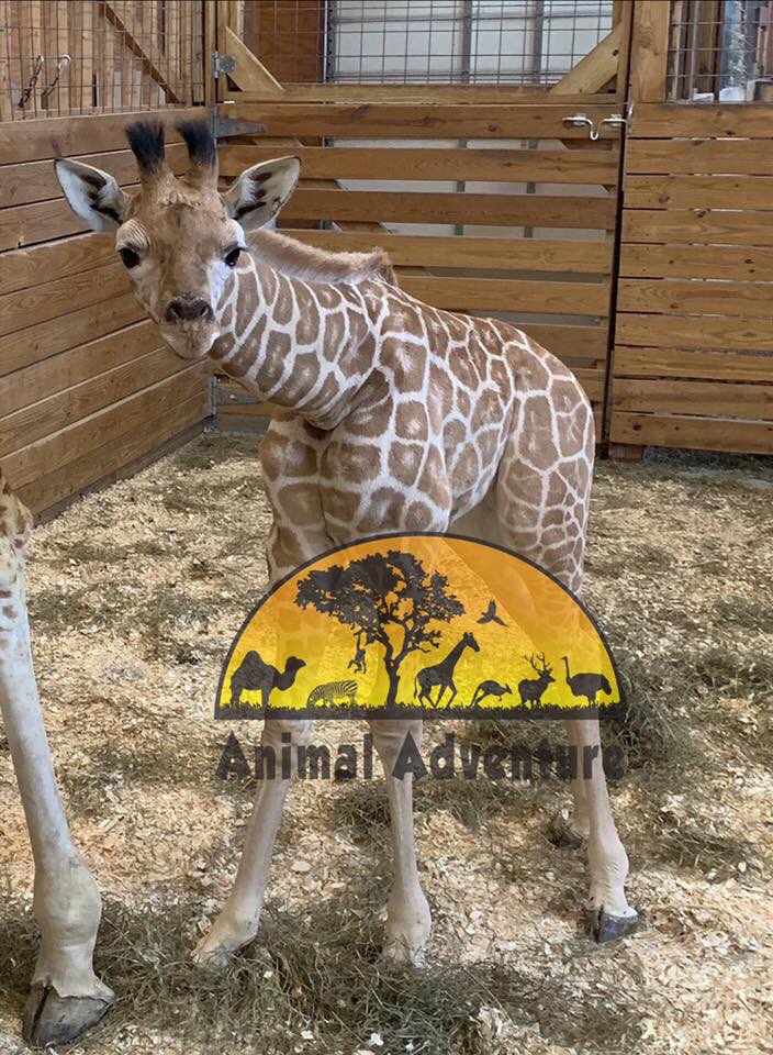 Happy 1 month to our Azizi! 

Bold, independent, adventurous - all characteristics of our quickly growing calf! 

Standing 6’5” and over 250lbs, a lot changes in one month (5’11”, 139lbs).