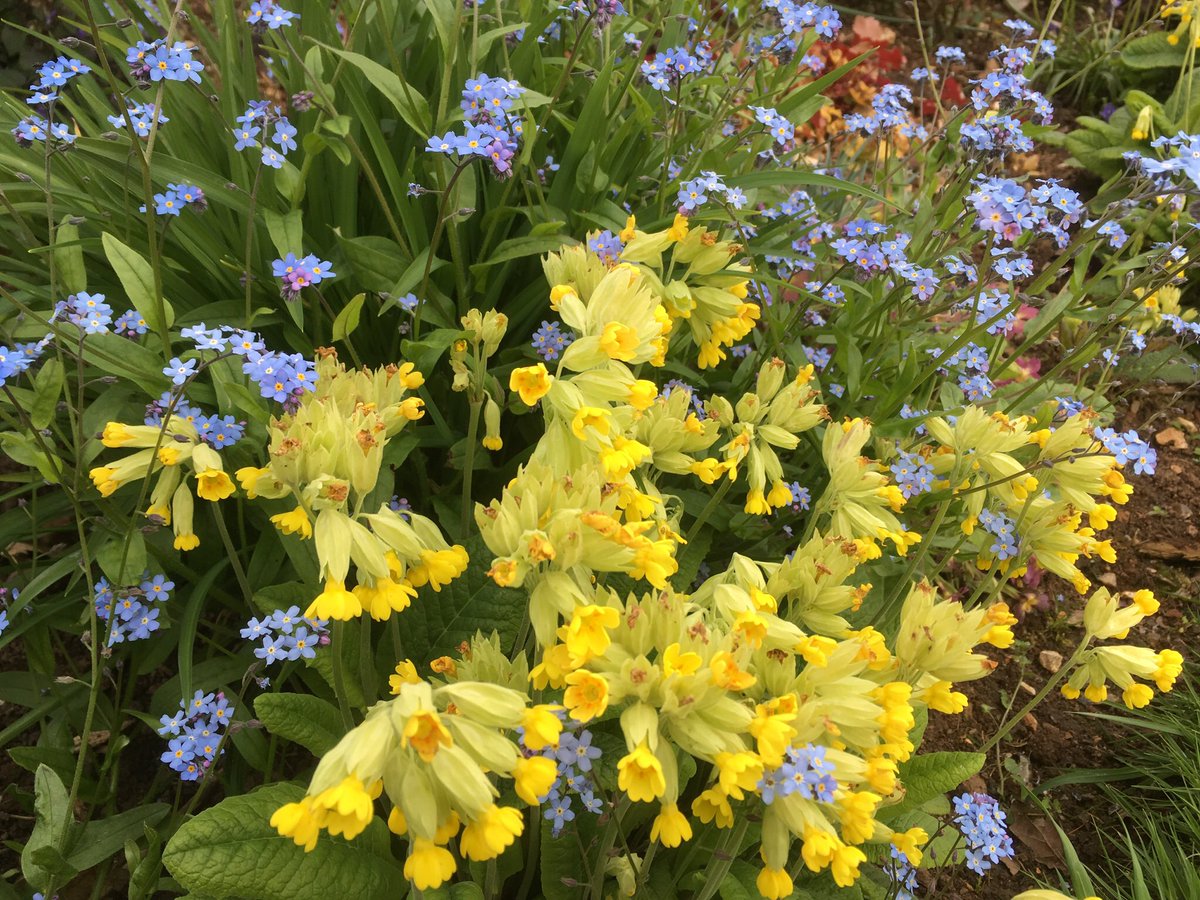 We will also have a #plant stall at Wildhern Open Gardens on #Easter Monday from 2-5pm.
Six village gardens open.  
Teas and tickets (£5) from the Parish Hall SP110JE
All in aid of <a href="/ParkinsonsUK/">Parkinson's UK</a>