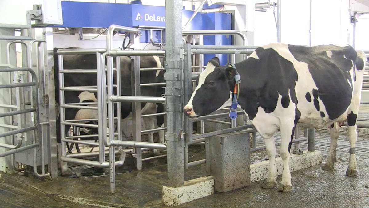 realagriculture's tweet image. Dairy producers are doing a good job optimizing health and welfare in robot milking herds, but there’s room to improve, says UofG’s Trevor DeVries: bit.ly/2Grv8VD #ontag #westcdnag #teamdairy