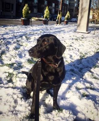 EdelmanSacto's tweet photo. #WelcomeRachel!
Rachel joined @EdelmanPR's Seattle office in 2017 and just transferred to our office earlier this month 👏
Catch Rachel on the weekends at the dog park w/ her black lab Dixie, wine tasting w/ friends or enjoying long trail runs.
^She's come to the right state! https://t.co/Cw36QRIk8c