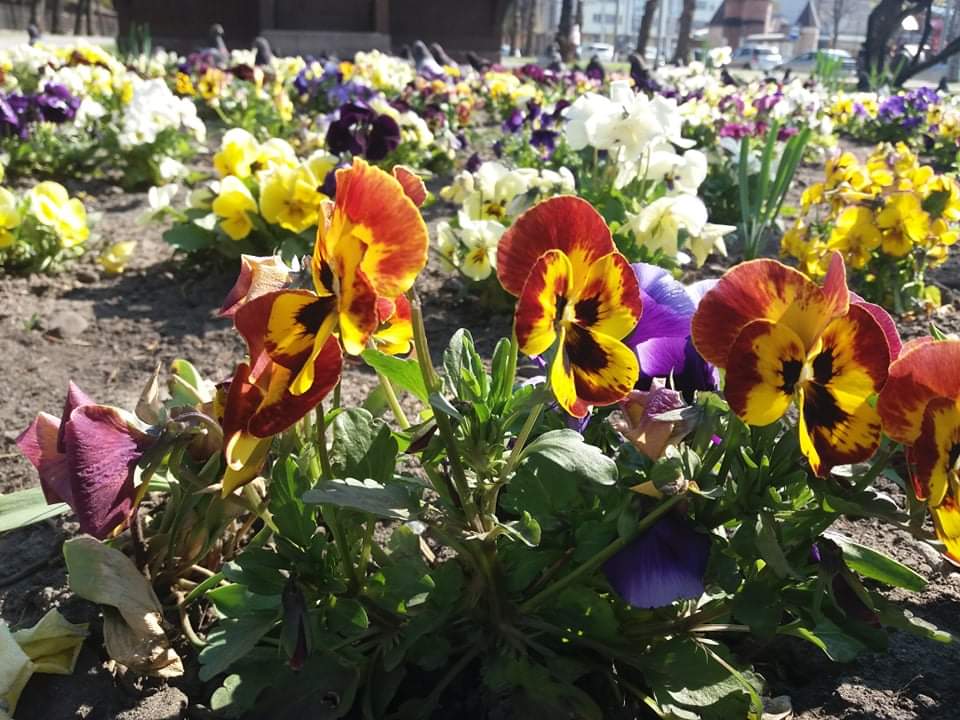 Olena08079434's tweet photo. #FLowers https://t.co/gclBoHBno4