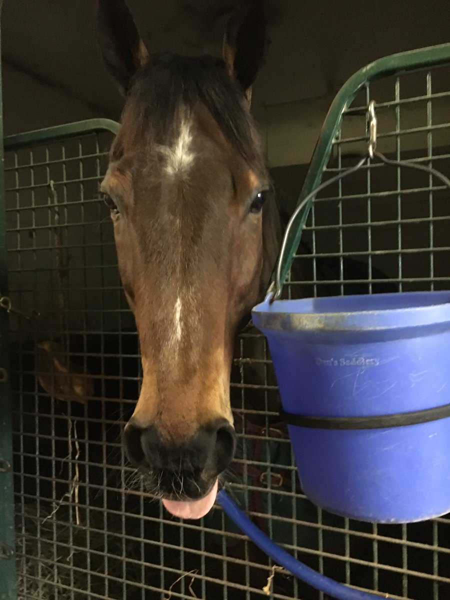ClothesHorse39's tweet photo. #TongueOutTuesday Jack do you think we are going to have better weather opening day? Jackβs response ..ππ»ππ»..π€¦π»ββοΈ #TeamPierce ππ»π¨π¦ #Coach #TrackPony #Thoroughbreds #HorseRacing #OntarioRacing #BetWoodbineTB https://t.co/Ff4nWijOMZ