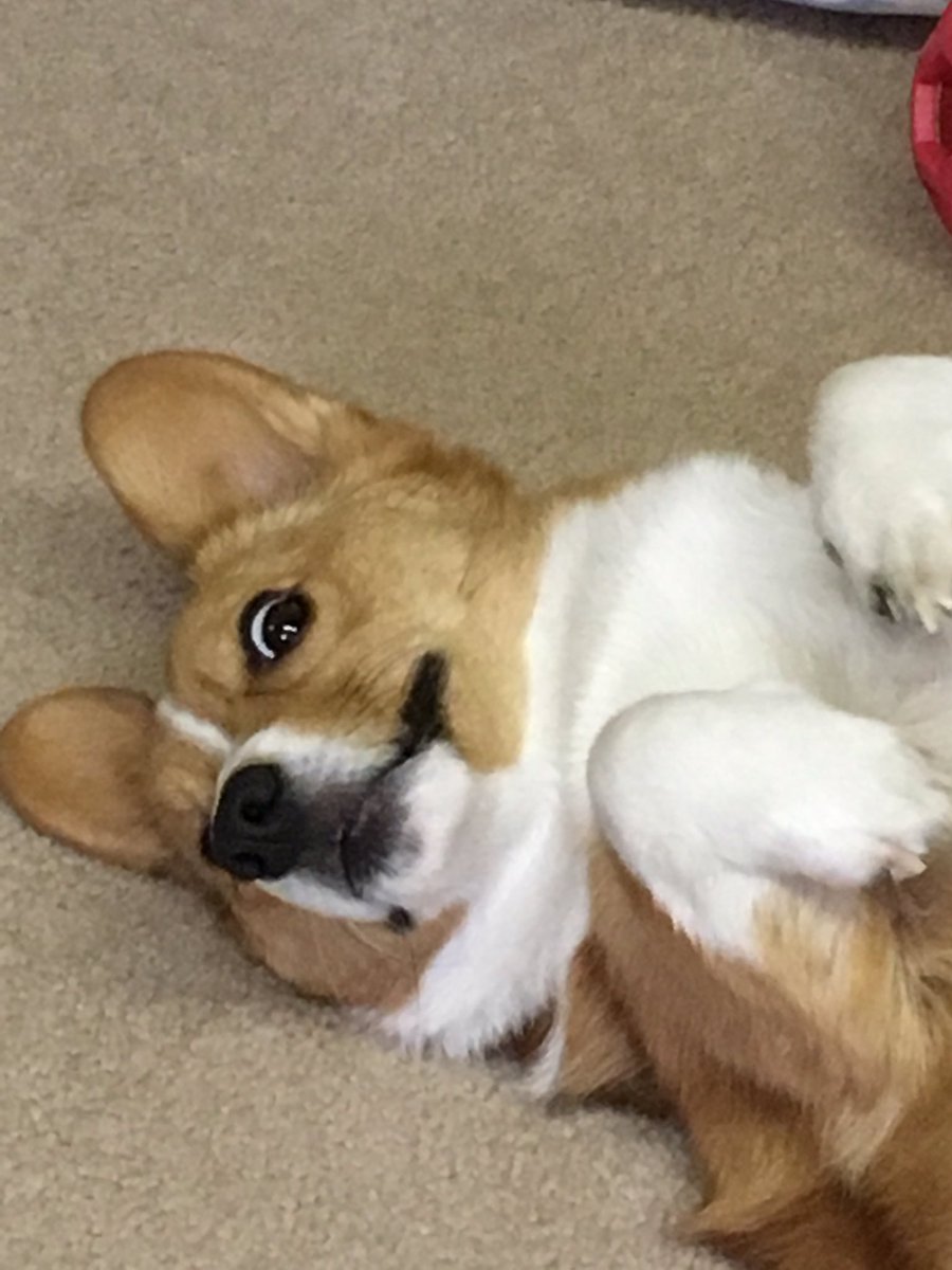 ssminnow8's tweet photo. When your mom asks if you were the one barking?
.
#corgilife #Corgi #corgisofinstagram #corgilove #corgis https://t.co/T6JvkAp8pH