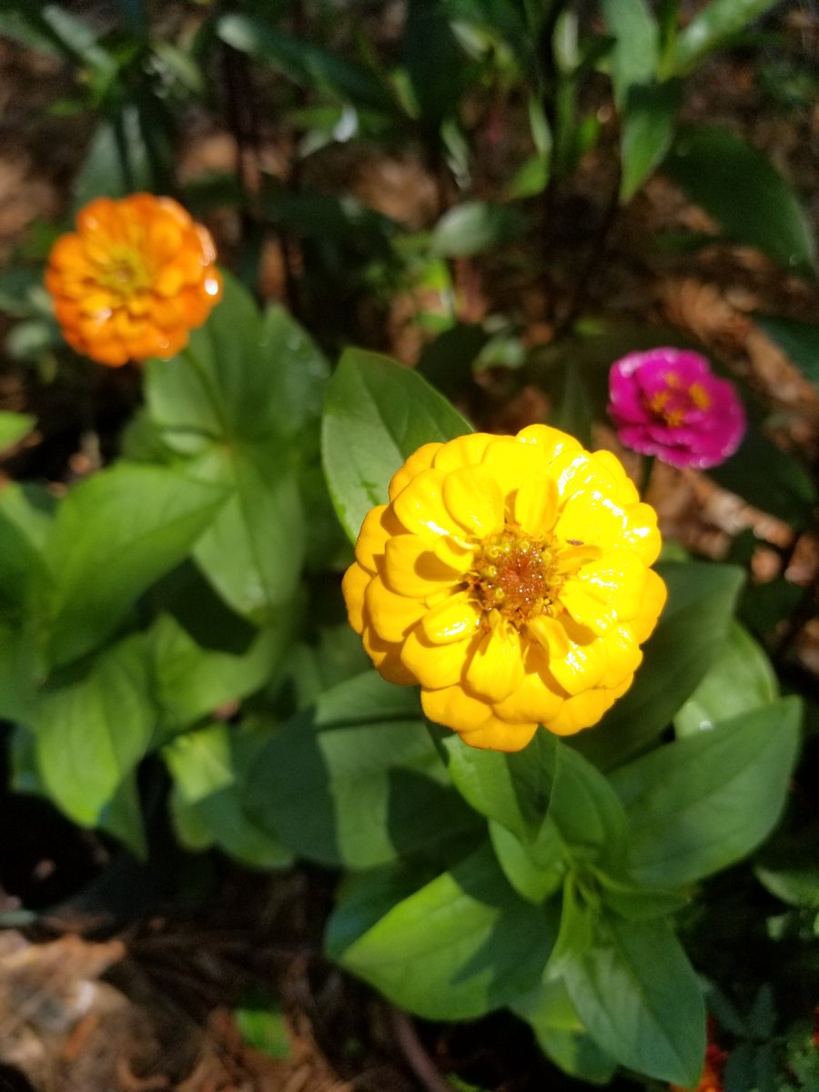 ManzerMonica's tweet photo. CHS Greenhouse Plant Sale is going on through this Thursday! Come see us, and please help spread the word! https://t.co/nU3NhJH6Qx