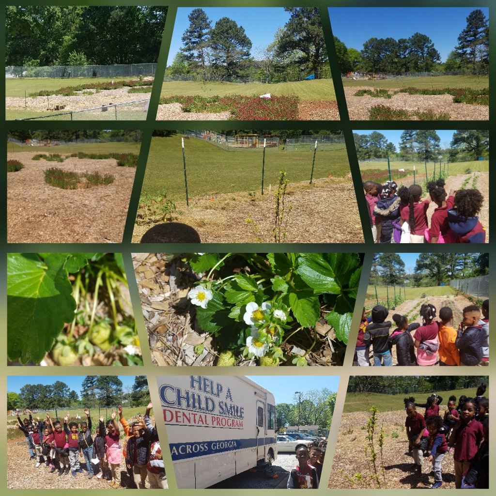CEOHen7's tweet photo. A Great Day to have a nature walk at our school...@Thomasville_HES @JovanDM @Andrea_N_edu
@RosalesSharie @PWrightLewis
#Helpachildsmile was on campus today
We have strawberries and peas in our garden...Yummy https://t.co/vzMTaHPMxh
