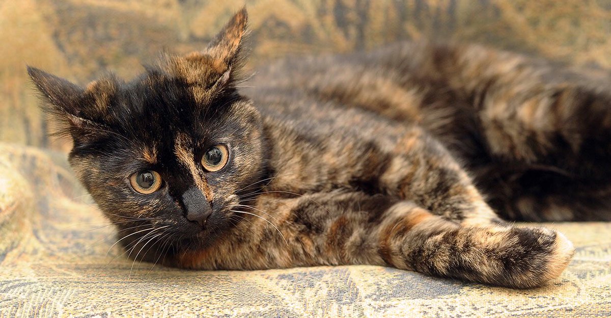 All tortoishell (black/orange) and calico (black/orange/white) cats are female because they need to have two X chromosomes to express this colouring. Rare tortie/calico males have XXY chromosomes instead of the regular XY and are usually infertile.