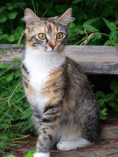 All tortoishell (black/orange) and calico (black/orange/white) cats are female because they need to have two X chromosomes to express this colouring. Rare tortie/calico males have XXY chromosomes instead of the regular XY and are usually infertile.