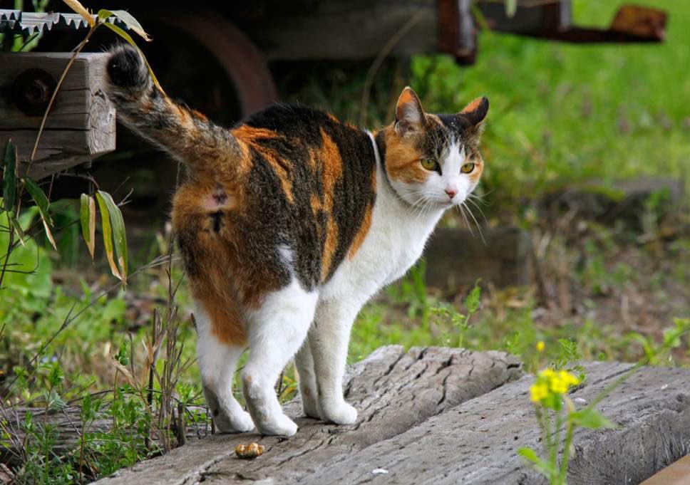 All tortoishell (black/orange) and calico (black/orange/white) cats are female because they need to have two X chromosomes to express this colouring. Rare tortie/calico males have XXY chromosomes instead of the regular XY and are usually infertile.