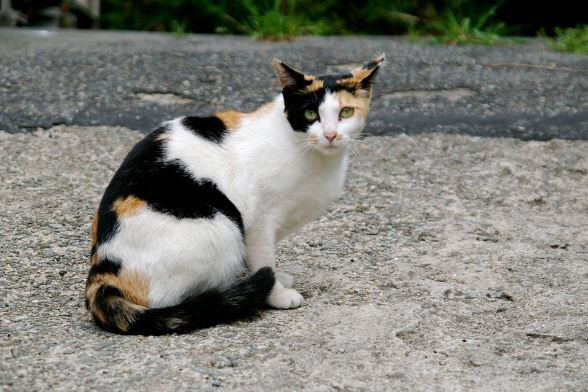 All tortoishell (black/orange) and calico (black/orange/white) cats are female because they need to have two X chromosomes to express this colouring. Rare tortie/calico males have XXY chromosomes instead of the regular XY and are usually infertile.