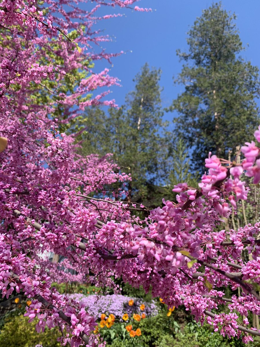 WoodleyParkDB's tweet photo. Vistas in Wild Woodley at 29th and Woodley Rd. Swiss residence and a beautiful front yard with great care to its tree canopy and surrounding ground cover. #placestorest #spring https://t.co/6SCaA4dbp7