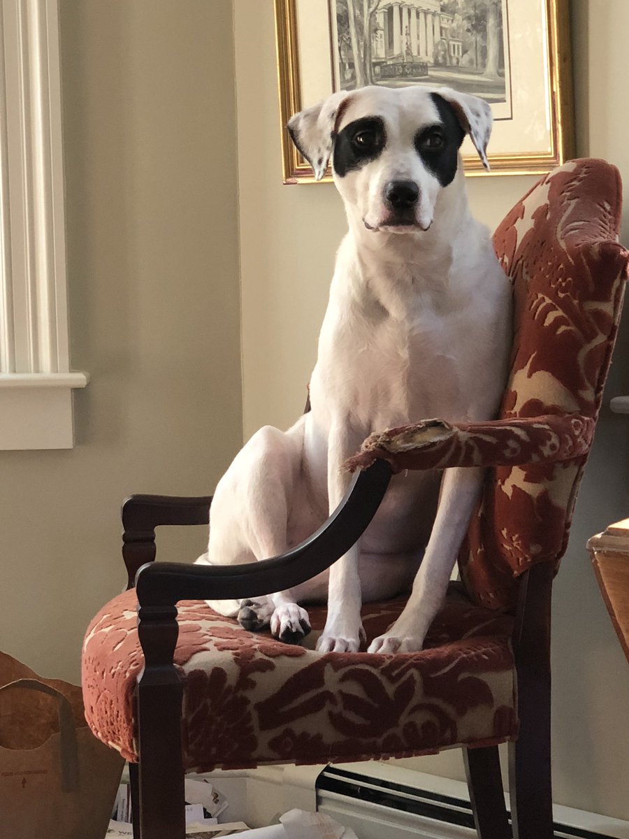 chris_densel's tweet photo. @MissingDogsMass Please help us find Daisy in SUDBURY, MA.  Bolted from friend aboutto walk her. Ran from our house into Hop Brook. May be in the vicinity of Austin Road, Amanda and Tanbark neighborhoods. Very shy to people, loves dogs. Crouch low with treats and no eye  contact https://t.co/5r1hUsKiwl