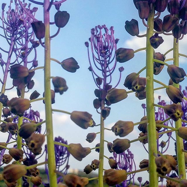 emele's tweet photo. Springtime wildflowers are simply the best. #muscari #springtime #purpleflowers💜 https://t.co/VWRAGSHLxJ https://t.co/ylGLEnXSve