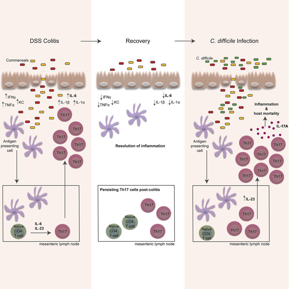 cellhostmicrobe's tweet photo. Prior colitis exacerbates CDI: new work from @SalehPali &amp; Petri lab @MedicineUVA shows that #Colitis -induced Th17 cells increase the risk for severe subsequent Clostridium difficile #infection. #Cdiff https://t.co/GRv5A5NsbM https://t.co/JdSbcvxYbU
