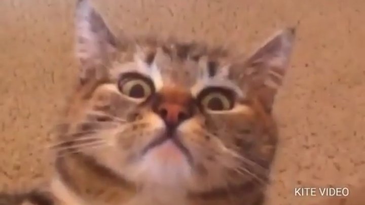 prerna109's tweet photo. Me- omggg.. did u see my husband chanyeol at awards? 

Friend- yeah,  Ahhhh ..did u see my boyfriend namjoon at game show ? 

*mom enters* 
Mom - who's boyfriend &amp; who's husband? 
 
Me and my friend : https://t.co/8kkNVSsRpm