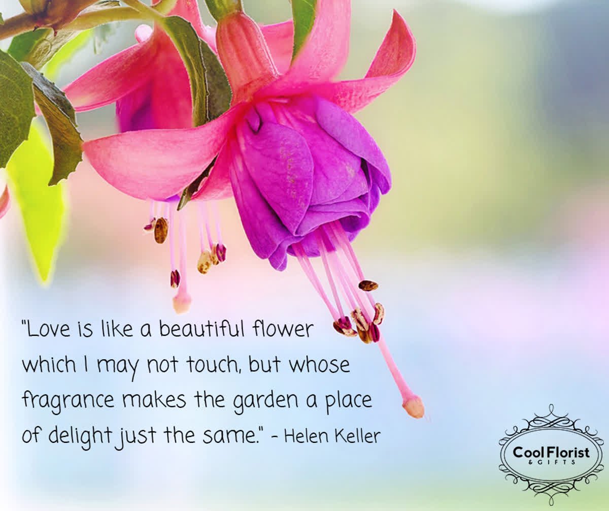 CoolFlorist's tweet photo. "Love is like a beautiful flower which I may not touch, but whose fragrance makes the garden a place of delight just the same." - Helen Keller

#CoolFlorist #CoolCA #Quote #Flower https://t.co/o7ss0oGJjJ