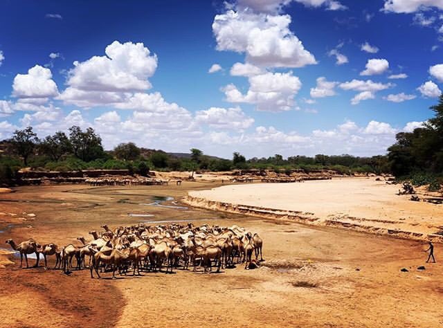 Still no rain in Samburu. Waiting for the full moon and keeping fingers crossed. I am speaking tonight at Mitchell’s Library in Glasgow, if you’d like to hear more about elephants and Kenya’s nomadic frontier! 🐘sabadouglashamilton.com 
#lifeinthenorthernfrontier <a href="/SavetheElephant/">SavetheElephants</a>