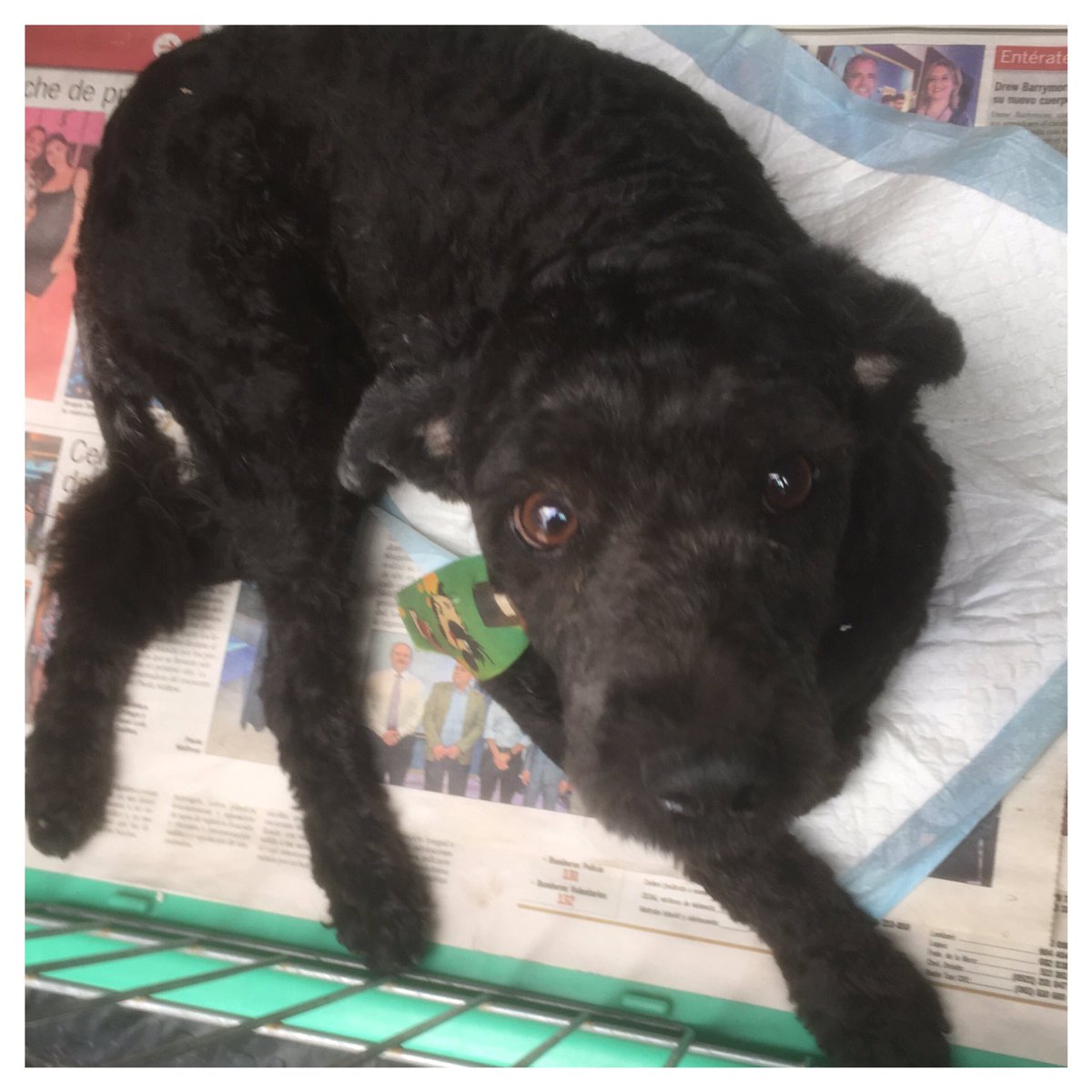 BeckyCanata's tweet photo. Busco a los dueños de este perrito atropellado sobre la calle Picuiba casi Mayor Gardel, barrio San Vicente. Caniche recién peluqueado y con corbata verde con perritos. RT 🙏🏻 Pueden llamar al 0981-418755 https://t.co/Dbc3o0Mqkv