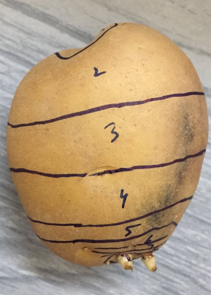 Abas_Ento's tweet image. My new project for next 20 days; if my hypothesis works it’s going to be exciting #commonscab #Streptomyces #spuds @SpudSmartMag @Cipotato @Rothamsted #Potato