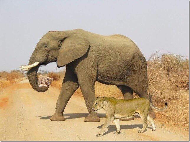 Isn’t this the most stunning picture?!
A lioness and her cub were crossing the savannah; the heat was excessive and the cub was in great difficulty.  An elephant realized that the lion cub would die and carried him in his trunk to a pool of water, walking beside his mother. 😍