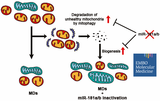 Tigem_Telethon's tweet photo. Congrats to Alessia Indrieri and Sabrina Carrella from @Tigem_Telethon for their publication on @EmboMolMed. They discovered how the downregulation of miR‐181a/b has a protective effect on #mitochondrialdisease models #TigemScience #microRNA
Read more https://t.co/Cr8Q9Bg0D5 https://t.co/SoLODb7FzP