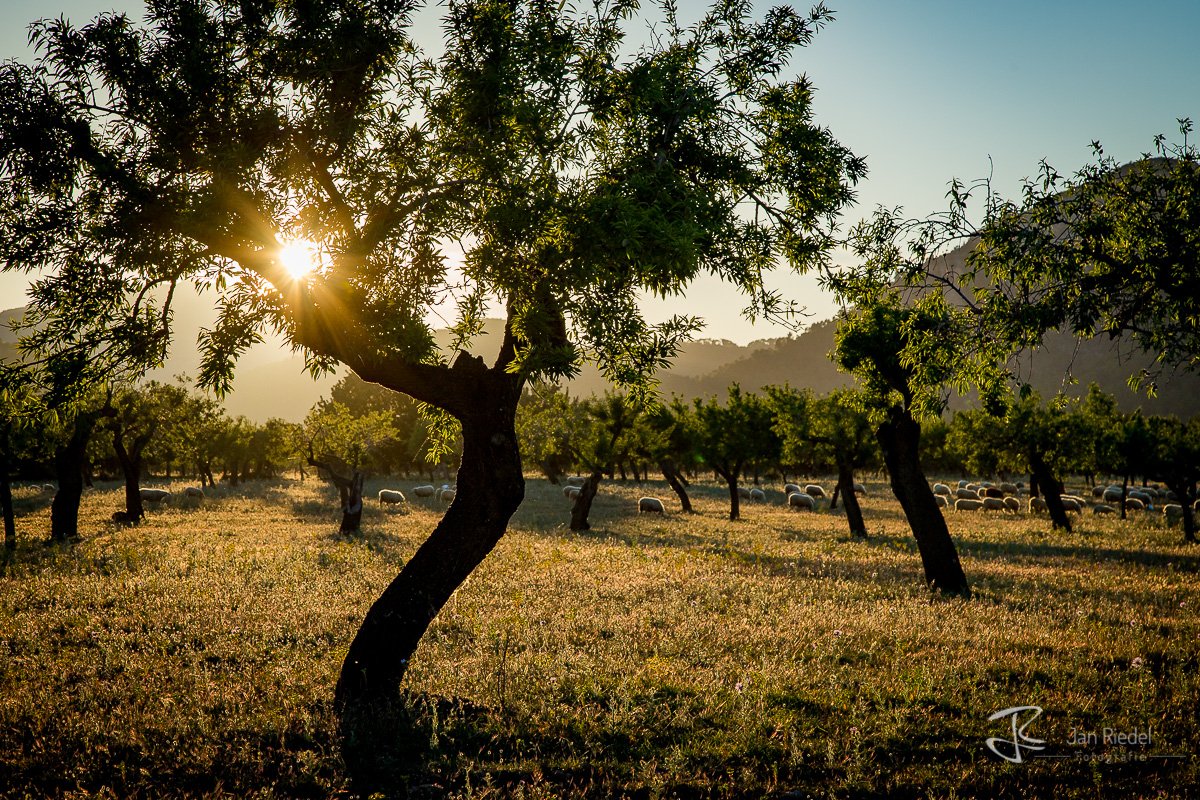 JanRiedel's tweet photo. 📣 Kurstermine 2019 und Fotokurs auf Mallorca?! 😎 - https://t.co/nUv75uVT3q https://t.co/0eztQNOreD